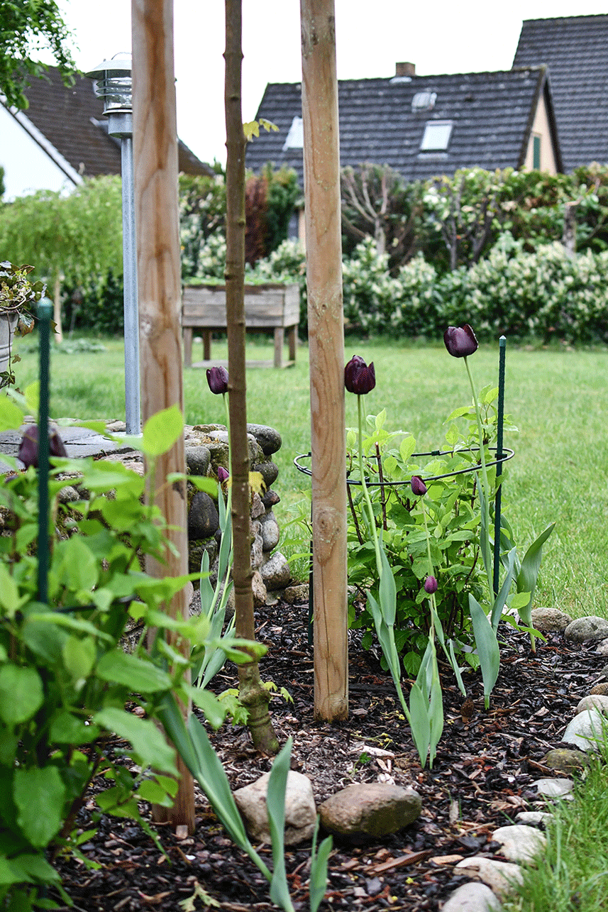 Der Gartenmonat Mai: Säen und Pflanzen
