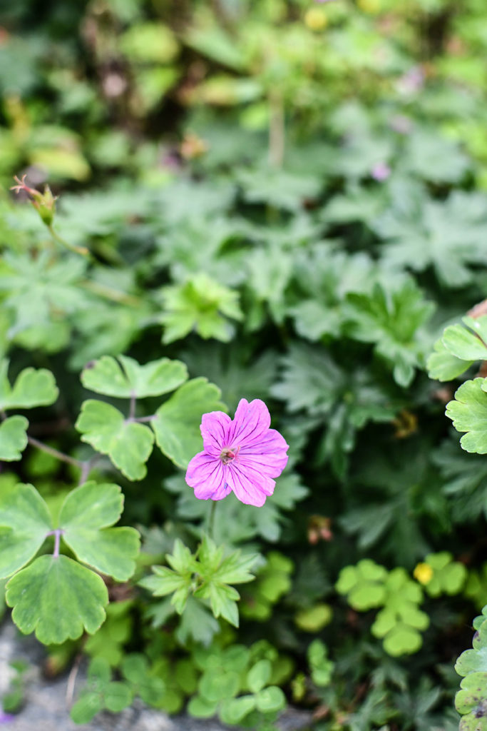 Stauden: Schneiden, teilen und pflegen - vintage-diary