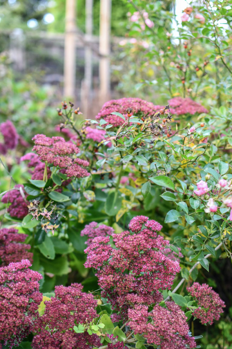 Gartenmonat November Wintervorbereitung, Rückschnitt